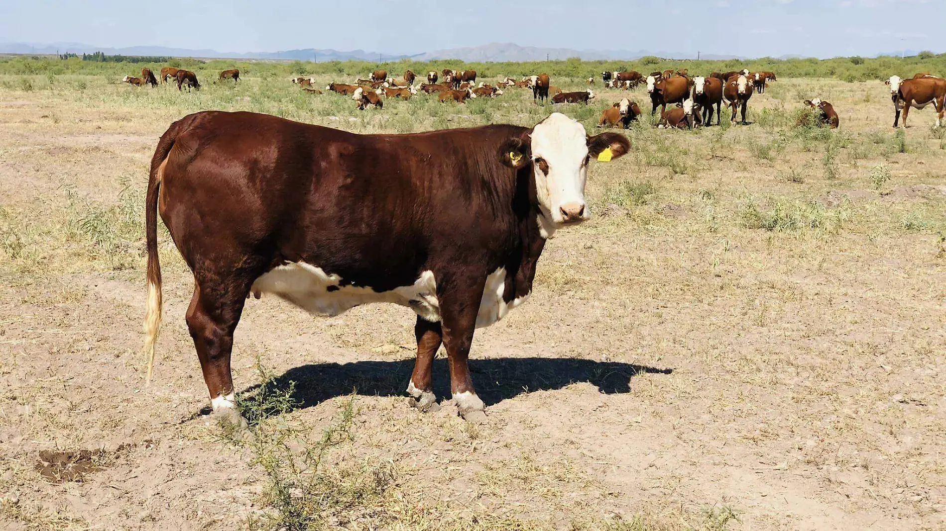 vacas, cara blanca, Hereford